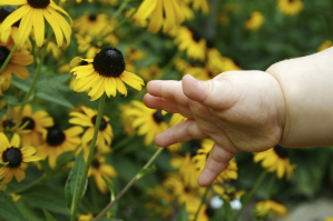A young child's hand reaching towards some yellow flowers
