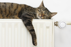 Tabby cat sleeping on top of a radiator