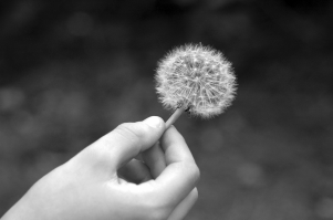 Hand holding a dandelion gone to seed
