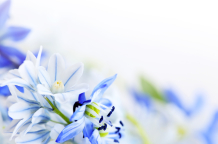 blue, purple and white crocuses  left foreground and then blurred background