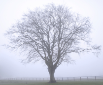 blue, purple and white crocuses  left foreground and then blurred background